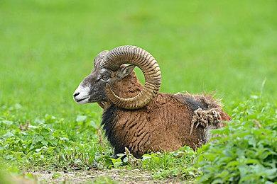 2月2日发售《女神异闻录3：Reload》公布战斗策略视频