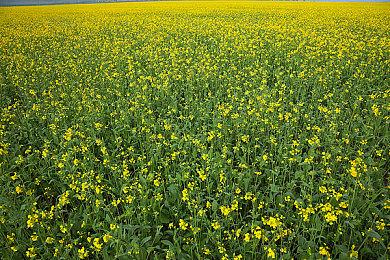 CDPR新作《Hadar项目》不是以封建日本为背景的恐怖游戏